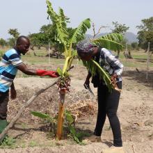 Moussa Abdoulaye showing off the first plantain he was able to produce